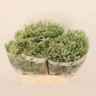 LIM SIN CLEAR DIA 60cm - D