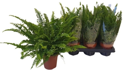 Nephrolepis Green Lady 45cm/d12 - S