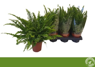 Nephrolepis Green Lady 45cm/d12 - S