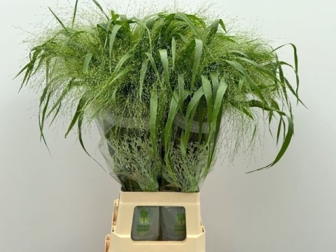 PANIC VI FONTAINE 80cm - D