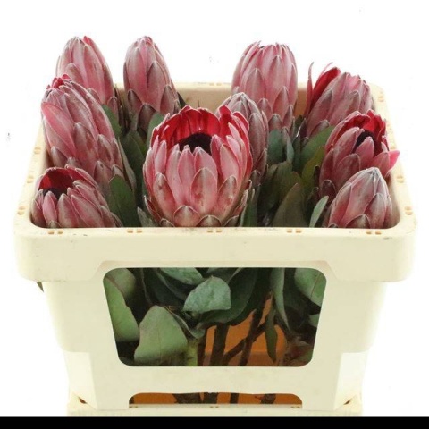 PROTEA SHARONET Extra 50cm - D