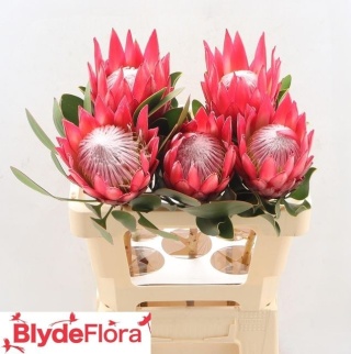PROTEA CY MADIBA 30cm - D