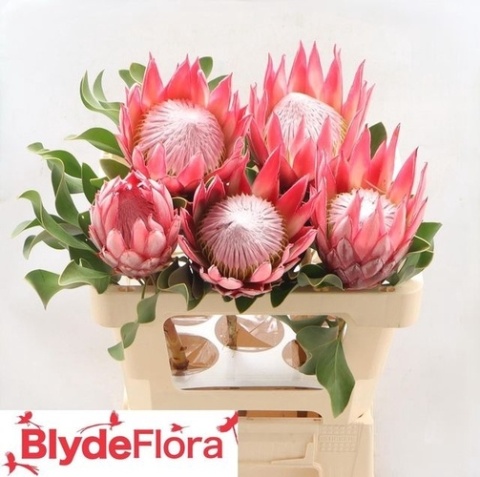 PROTEA CY MADIBA 30cm - D