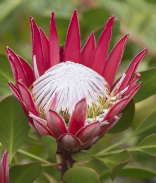 PROTEA CY MADIBA 30cm - D