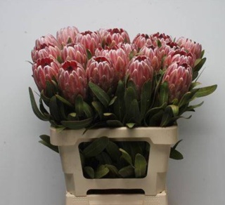 PROTEA PINK ICE 70cm - D