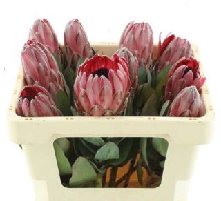 PROTEA SHARONET Extra 50cm - D