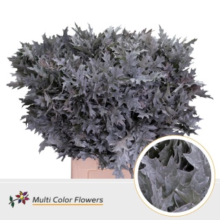 QUERCUS WHITE KLB 80cm - PROMO