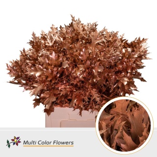 Quercus Eik Fijn Koper 60cm - D