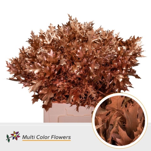 Quercus Eik Fijn Koper 60cm - D