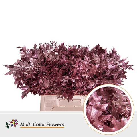 Quercus Eik Fijn Rose Goud 60cm - D