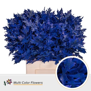 Quercus Eik Grof Blauw donker 60cm - D