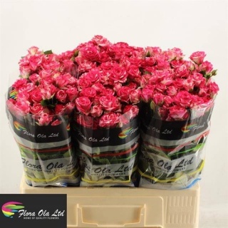 R TR FIREWORKS 60 cm - D