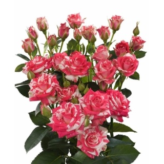 R TR FIREWORKS 60 cm - D
