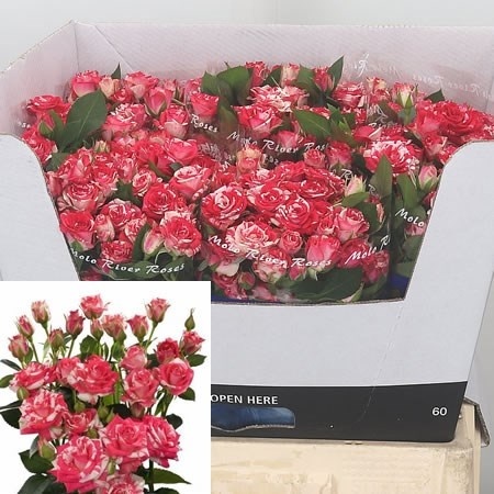 R TR FIREWORKS 60 cm - D
