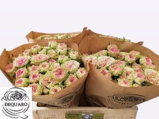 R TR GRANDMA F DAISY 50cm - D