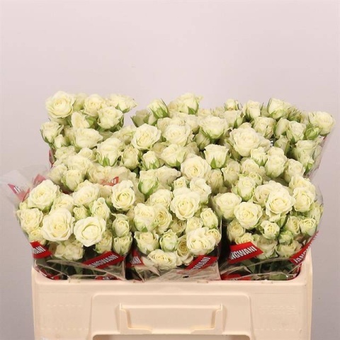 R TR SNOWFLAKE 50cm - D