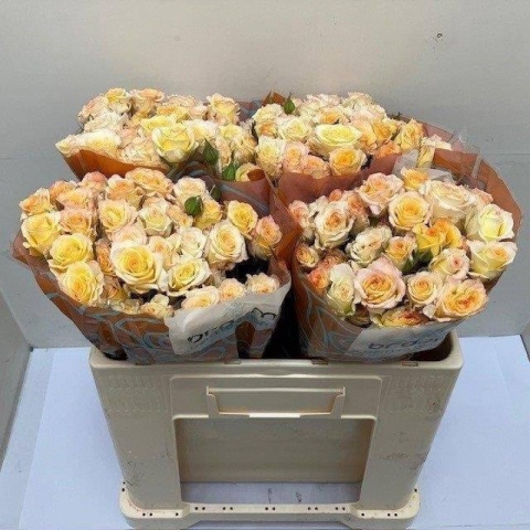 R TR SWEET CHABLIS 50cm - D