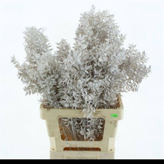RUSCUS OV SILVER KLB H% 65cm - D