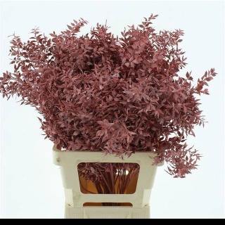 RUSCUS OV BROWN KLB H% 65cm - D