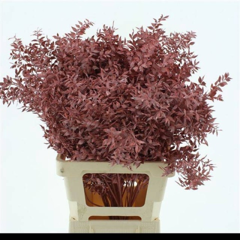 RUSCUS OV BROWN KLB H% 65cm - D