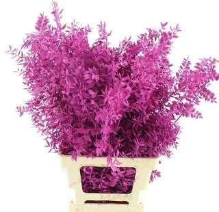 RUSCUS OV Ciemny róż KLB H% 65cm - D