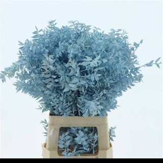 RUSCUS OV Niebieski KLB H% 65cm - D