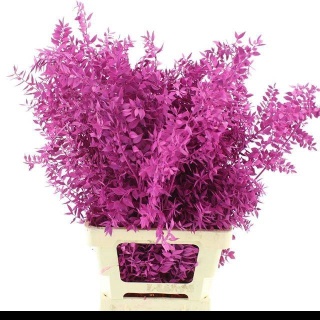 RUSCUS OV Ciemny róż KLB H% 65cm - D