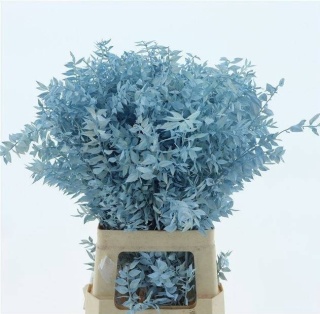 RUSCUS OV BLUE KLB H% 65cm - D