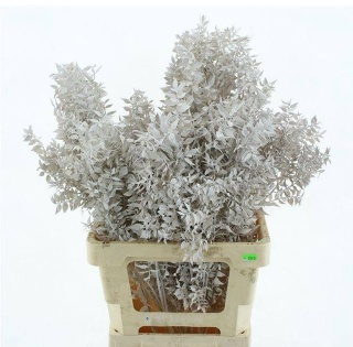 RUSCUS OV WHITE KLB H% 65cm - D