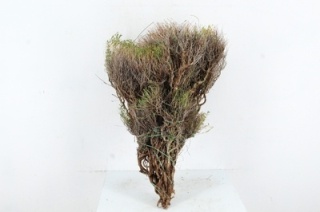 EUPHORBIA SPINOZA 60cm/350g - D