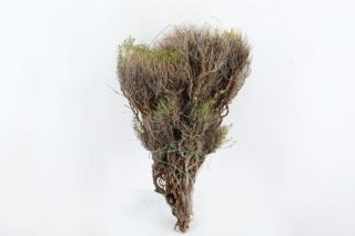 EUPHORBIA SPINOZA 60cm/350g - D