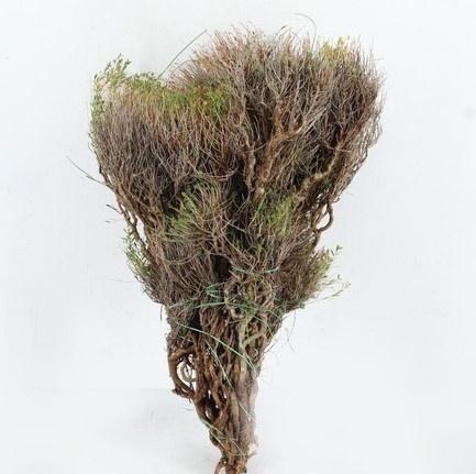 EUPHORBIA SPINOZA 60cm/350g - D
