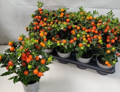 SOLAN PS BARTOLI BES 30cm/d12- S
