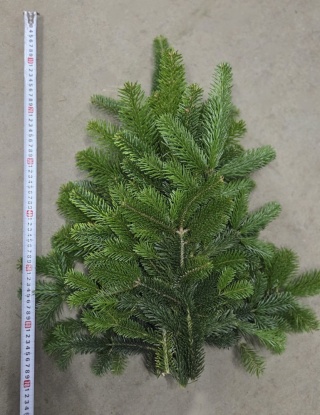 Stroisz łapka 50-60cm (mini jodła)