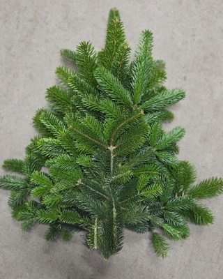 Stroisz łapka 50-60cm (mini jodła)