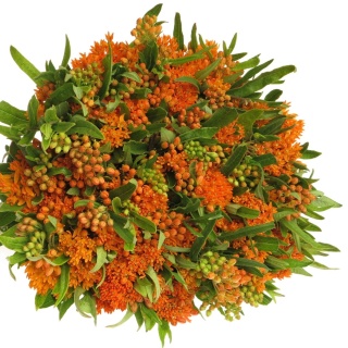 ASCL TUBEROSA 40cm - D