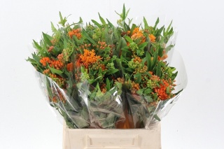 ASCL TUBEROSA 40cm - D