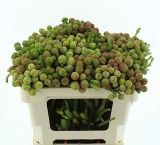 BERZ GALPINII 50cm - D