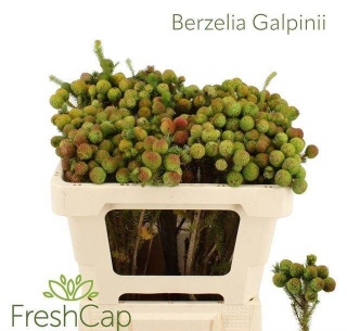 BERZ GALPINII 50cm - D