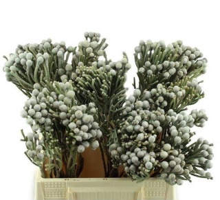 BRUN LAEVIS 50cm - D