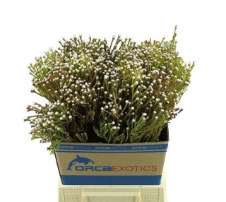 BRUN NODULIFLORA 50cm - D