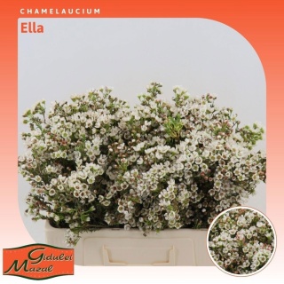 CHAME UN ELLA 50cm - D