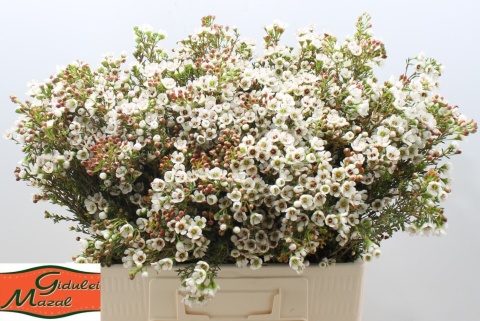 CHAME UN ELLA 50cm - D