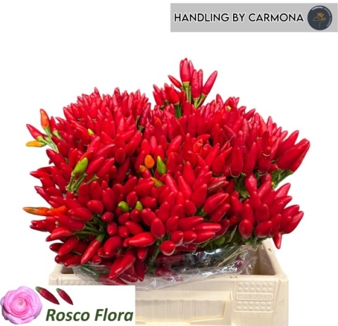 Cap Red Fire 40cm - D