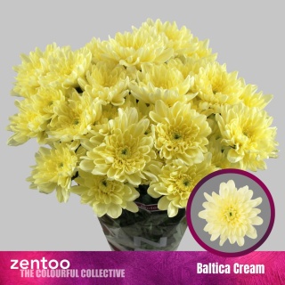 Chr T Baltica Cream 70cm/95g - D