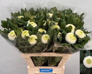 Chr G Boris Becker 80 cm - PROMO