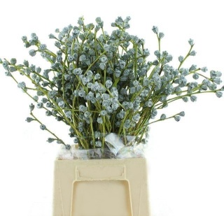 EUC GLOBULUS BS 60cm /300g P Bunch - D