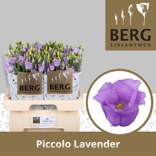 EUS E PICCO LAVENDER 70cm - D