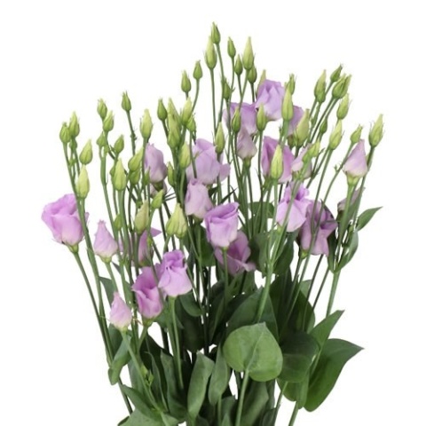 EUS E PICCO LAVENDER 70cm - D