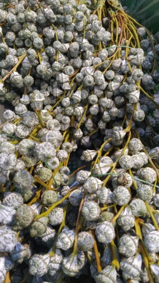 Euca Bacche 300 gr - Liście